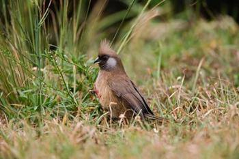 Speckled Mousebird, Aberdare Country Club, Nyeri, Kenya | Obraz na stenu