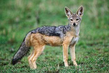 Wild Dog, Black-backed Jackal, Masai Mara, Kenya | Obraz na stenu