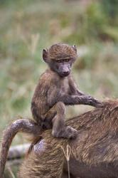 Young Olive Baboon, Lake Nakuru National Park, Kenya | Obraz na stenu