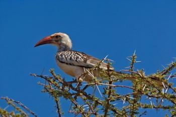 Red-billed Hornbill, Samburu Game Reserve, Kenya | Obraz na stenu