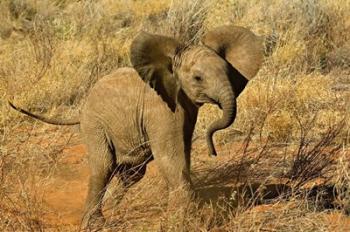 Baby African Elephant, Samburu Game Reserve, Kenya | Obraz na stenu