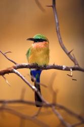 Kenya. Red-throated bee eater bird- | Obraz na stenu