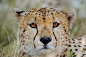 Head of a Cheetah, Masai Mara Game Reserve, Kenya | Obraz na stenu