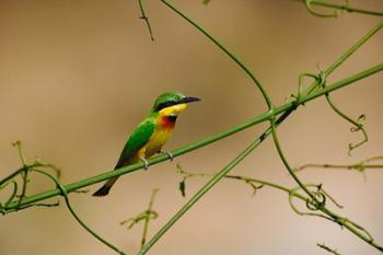 Tropical Bird, Little Bee Eater, Masai Mara GR, Kenya | Obraz na stenu