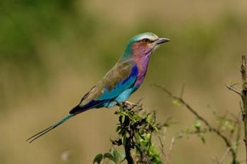 Lilacbreasted Roller bird, Kenya | Obraz na stenu