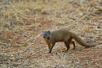 Dwarf Mongoose, Samburu Game Reserve, Kenya | Obraz na stenu