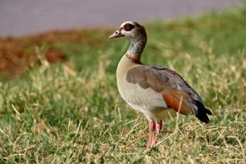 Egyptian Goose, Samburu Game Reserve, Kenya | Obraz na stenu