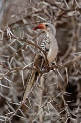 Kenya-billed Hornbill, Samburu Game Reserve, Kenya | Obraz na stenu