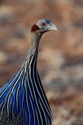 Vulturine Guinea fowl, Samburu Game Reserve, Kenya | Obraz na stenu