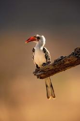 Red-billed Hornbill, Samburu Game Reserve, Kenya | Obraz na stenu