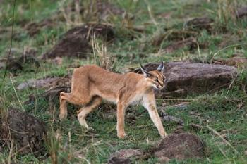 Caracal wildlife, Maasai Mara, Kenya | Obraz na stenu