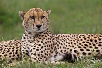 Cheetah resting, Maasai Mara, Kenya | Obraz na stenu