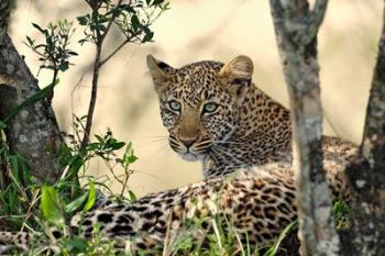 Leopard resting beneath tree, Maasai Mara, Kenya | Obraz na stenu