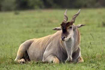 Eland (Taurotragus oryx) Kenya's largest antelope | Obraz na stenu