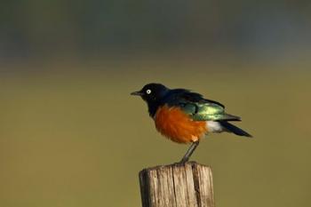 Superb Starling bird, Lake Nakuru National Park, Kenya | Obraz na stenu