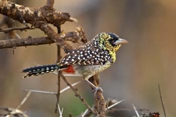 D'Arnaud's Barbet bird, Samburu Reserve, Kenya | Obraz na stenu