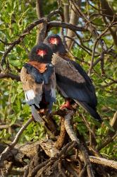 Bateleur Eagles, Samburu National Reserve, Kenya | Obraz na stenu