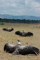 Kenya: Masai Mara Reserve, Ruppell's Griffon vultures | Obraz na stenu