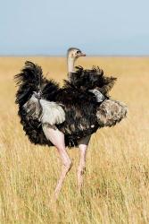 Kenya, Maasai Mara. Masai Ostrich | Obraz na stenu