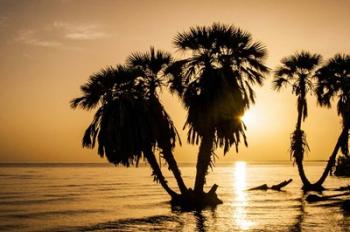 Sunrise On The Beach, Through The Palms | Obraz na stenu