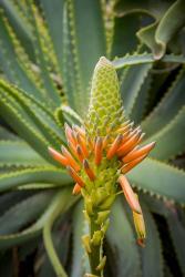 African Aloe | Obraz na stenu