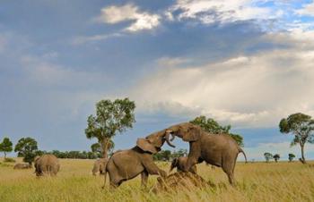 Kenya, Maasai Mara National Park, Young elephants | Obraz na stenu