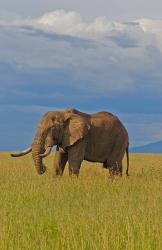 Kenya, Maasai Mara National Park, Male elephant | Obraz na stenu