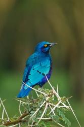 Kenya, Lake Nakuru, Starling bird, thorny acacia tree | Obraz na stenu