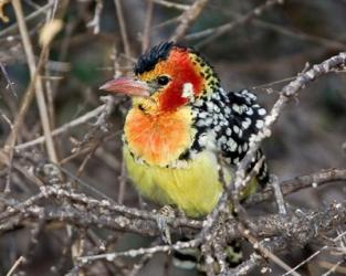 Kenya. Red and yellow barbet bird on tree limb | Obraz na stenu