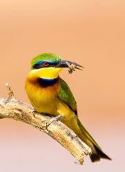 Little Bee-eater Bird on limb with bee in beak, Kenya | Obraz na stenu