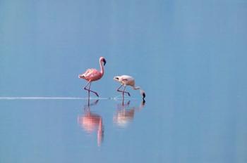 Lesser Flamingoes (Phoenicopterus minor), Lake Nakuru, Kenya | Obraz na stenu