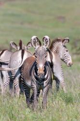 Grevy's Zebra, Kenya | Obraz na stenu