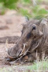 Warthog, Tsavo-West, Kenya | Obraz na stenu