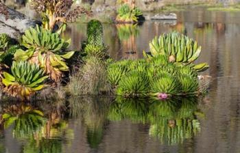 Plants of the water's edge, Mount Kenya National Park, Kenya | Obraz na stenu