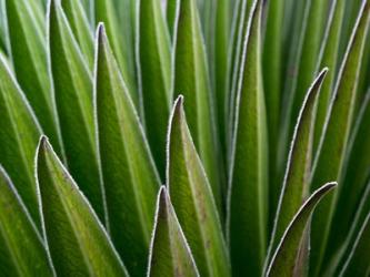 Giant Lobelia rosette of leaves, Kenya | Obraz na stenu