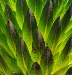 Giant Lobelia in Mount Kenya National Park, Kenya | Obraz na stenu