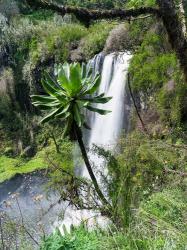 Giant Lobelia in Aberdare National Park, Kenya | Obraz na stenu