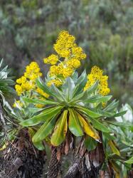 Giant Groundsel in the Mount Kenya National Park, Kenya | Obraz na stenu