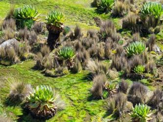 Landscape with Giant Groundsel in the Mount Kenya National Park, Kenya | Obraz na stenu