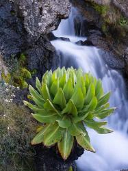 Giant Groundsel by the falls in the Mount Kenya National Park, Kenya | Obraz na stenu