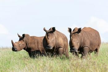 White rhinoceros, Kenya | Obraz na stenu