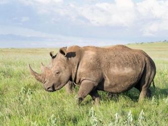 White rhinoceros, Ceratotherium simum, Kenya, Africa | Obraz na stenu