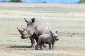 White rhinoceros mother with calf, Kenya | Obraz na stenu