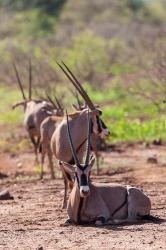 Gemsbok Herd in Tsavo West NP. Kenya, Africa | Obraz na stenu