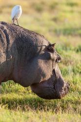 Hippopotamus grazing, Amboseli National Park, Kenya | Obraz na stenu