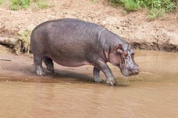 Hippopotamus pod relaxing, Mara River, Maasai Mara, Kenya, Africa | Obraz na stenu