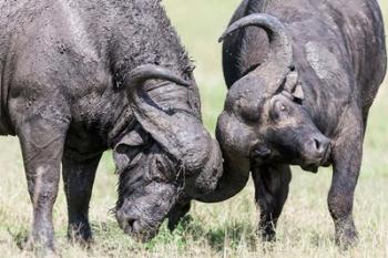 Two bull African Buffalo head butting in a duel, Maasai Mara, Kenya | Obraz na stenu