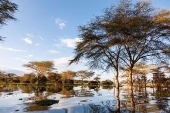 Flooded shoreline, Lake Naivasha, Crescent Island Game Park, Kenya | Obraz na stenu