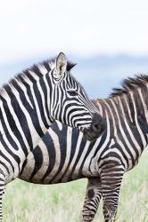 Plains zebra, Lewa Game Reserve, Kenya | Obraz na stenu