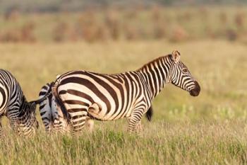 Plains zebra or common zebra in Lewa Game Reserve, Kenya, Africa. | Obraz na stenu